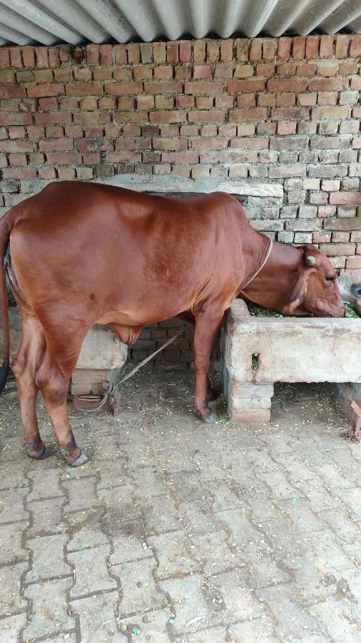 Ferienwohnung Royal Farm Bharatpur Exterior foto